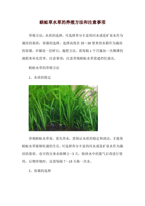 蜈蚣草水草的养殖方法和注意事项