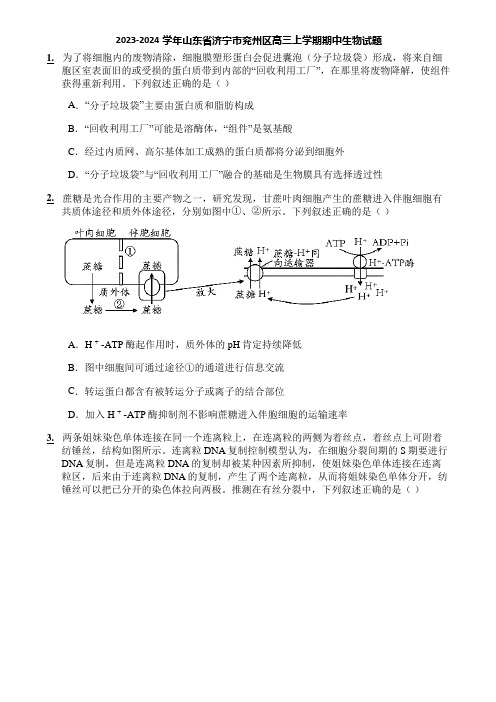 2023-2024学年山东省济宁市兖州区高三上学期期中生物试题