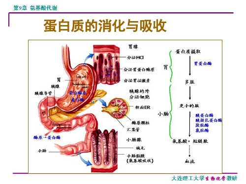 生物化学氨基酸代谢