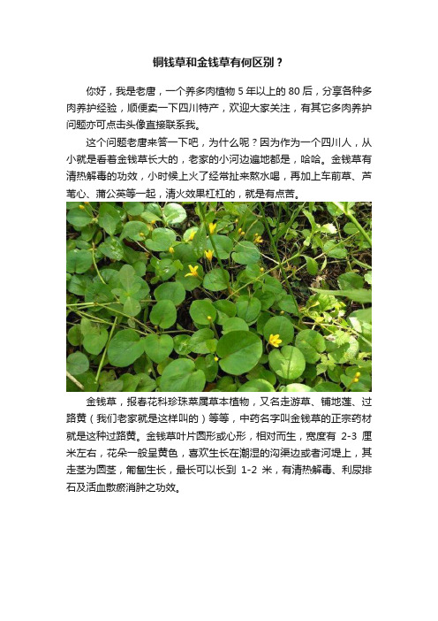 铜钱草和金钱草有何区别？