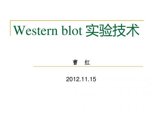 Western_blot_实验技术-20121115(精)