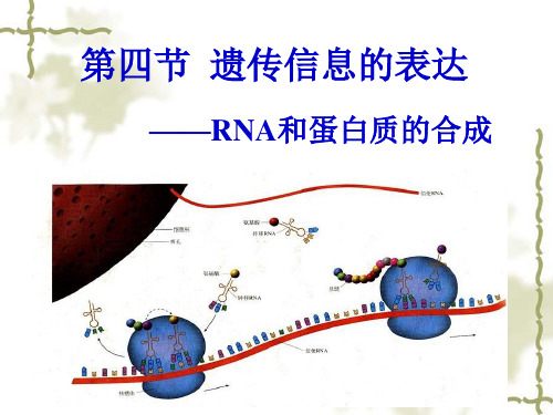 第四节  遗传信息的表达——RNA和蛋白质的合成