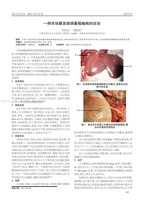 例羊场暴发细颈囊尾蚴病的诊治