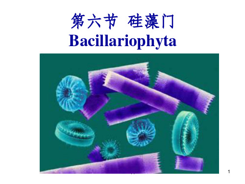 《水生生物学硅藻门》PPT课件