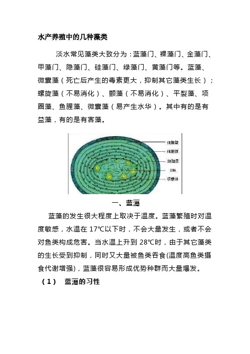 水产养殖中的几种藻类