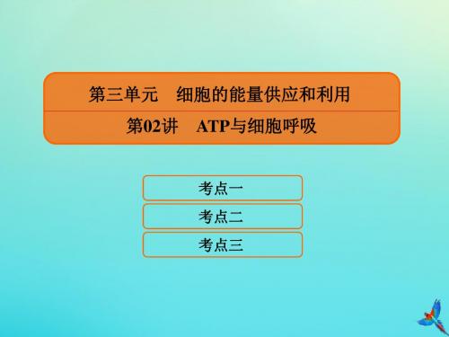 2020高考生物一轮复习3.2ATP与细胞呼吸课件