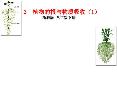 浙教版科学植物的根与物质吸收优质公开课_