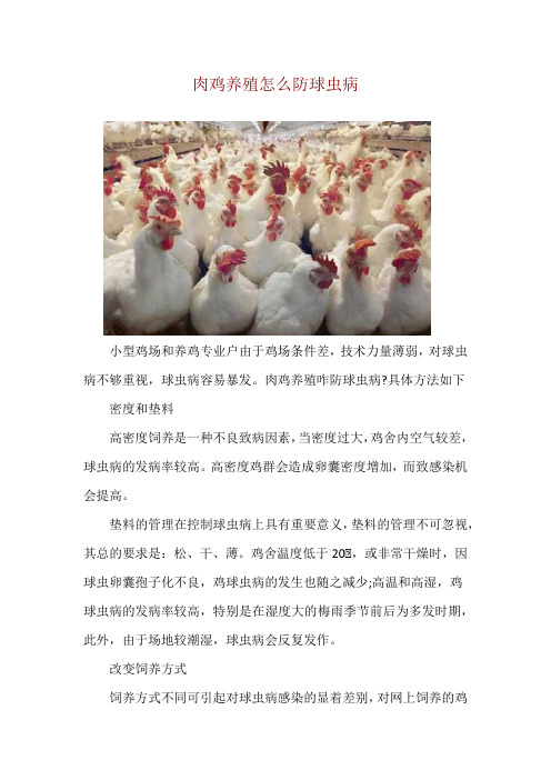 肉鸡养殖怎么防球虫病