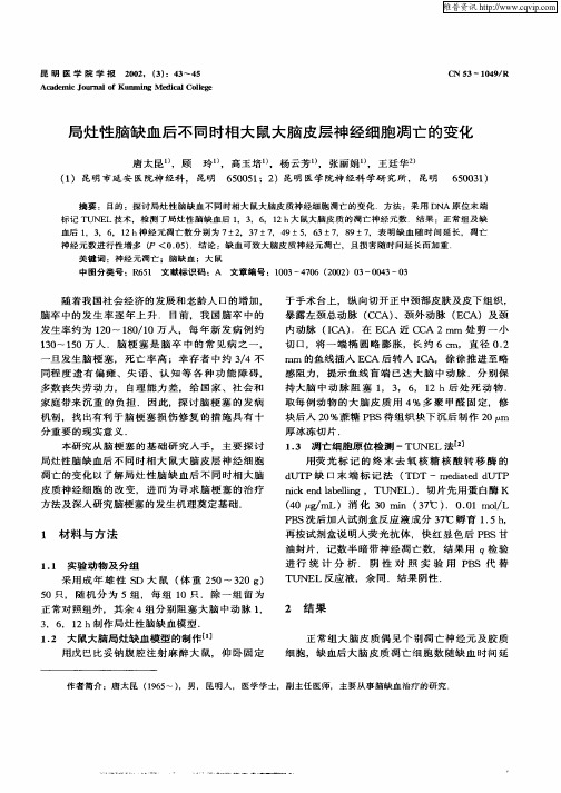 局灶性脑缺血后不同时相大鼠大脑皮层神经细胞凋亡的变化