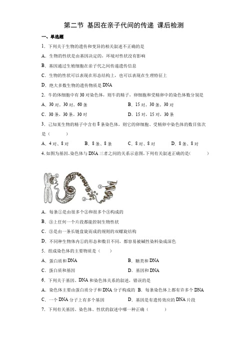 7.2.2基因在亲子代间的传递(练习)-(人教版)(原卷版)