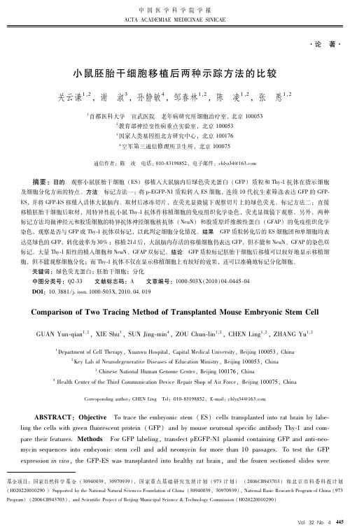 ww小鼠胚胎干细胞移植后两种示踪方法的比较