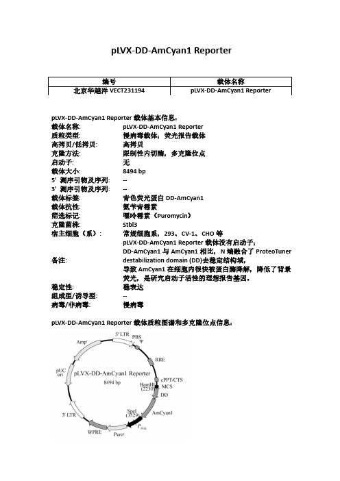 pLVX-DD-AmCyan1 Reporter慢病毒载体使用说明