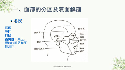 局部解剖学面部局部解剖课件