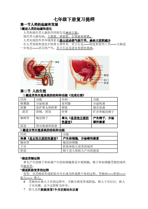人教版生物七年级下册复习提纲