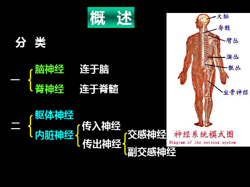 新版脊神经解剖图培训课件