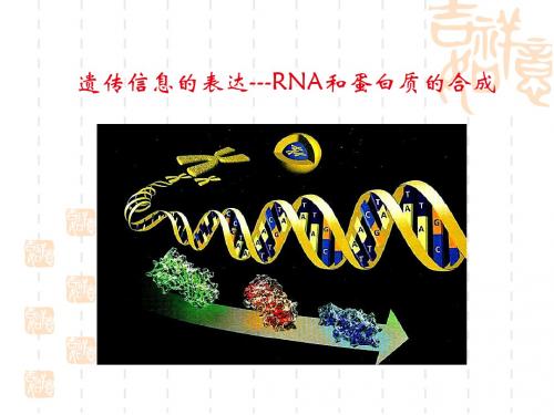 高中生物一轮遗传信息的表达---RNA和蛋白质的合成.ppt