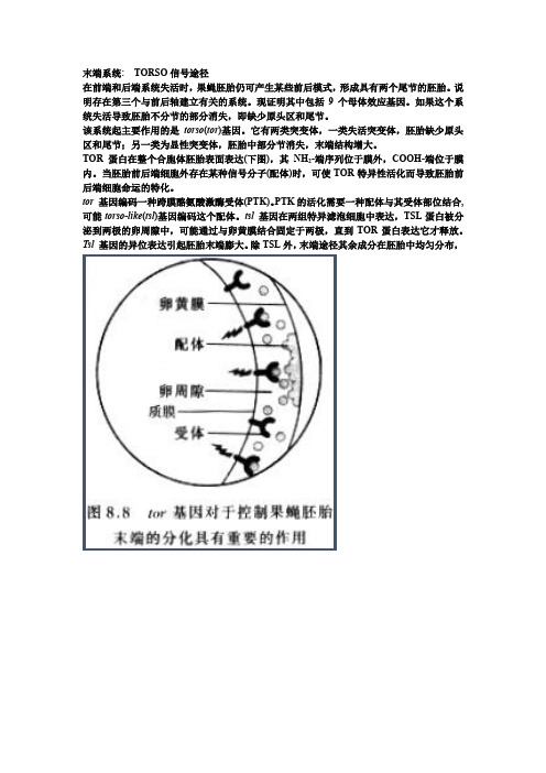 果蝇卵子发生