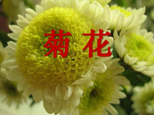 语文S(部编)版四年级上册《二单元 5 古诗三首 菊花》公开课课件_2