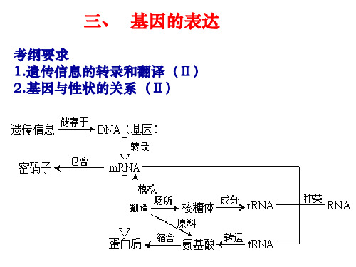 遗传信息的表达复习.