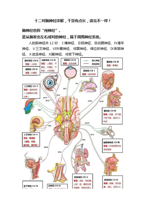 十二对脑神经详解，干货有点长，读完不一样！