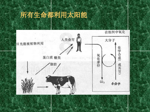 第六章 生物氧化