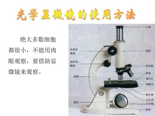 光学显微镜的使用方法