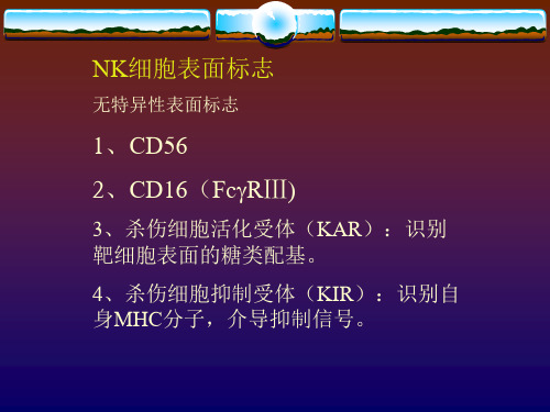 NK细胞表面标志无特异性表面标志1、CD562、CD16(FcRⅢ)3、