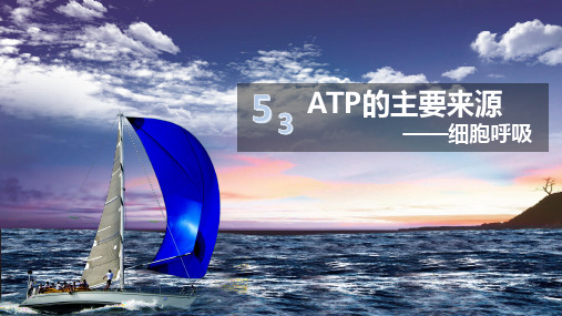 人教版必修1 生物- ATP的主要来源——细胞呼吸 课件(共30张PPT)