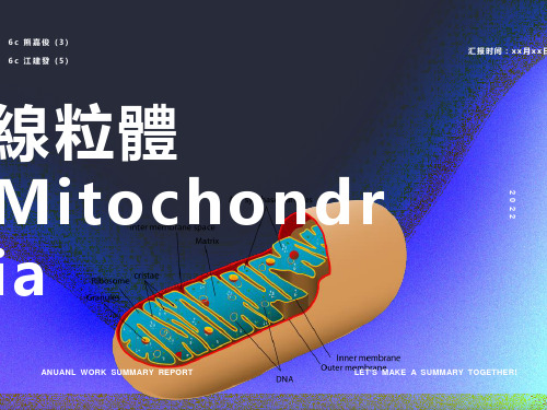 线粒体Mitochondria