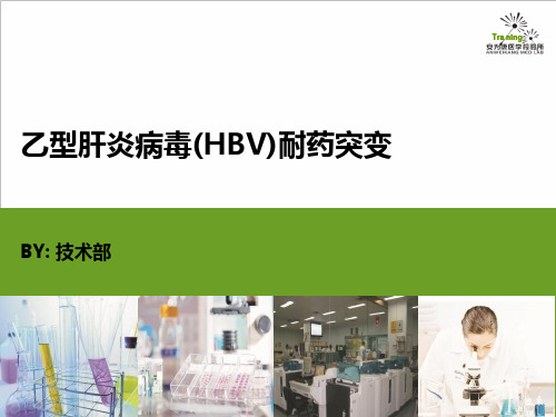 乙型肝炎病毒(HBV)耐药突变PPT课件