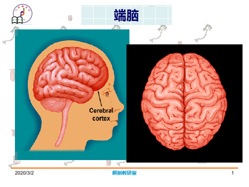 端脑(精品医学 课件)