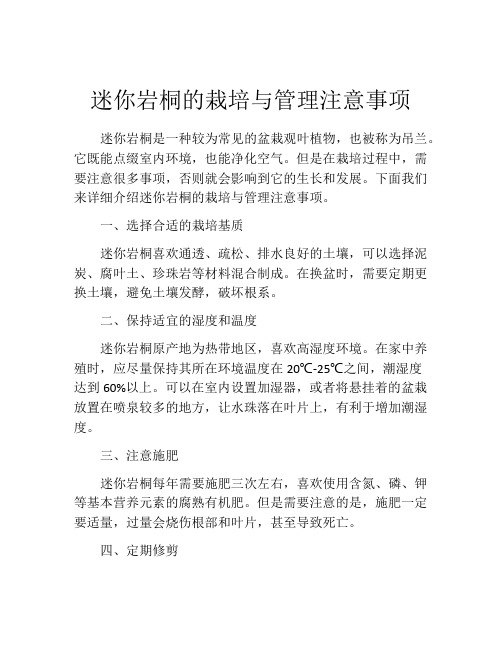 迷你岩桐的栽培与管理注意事项