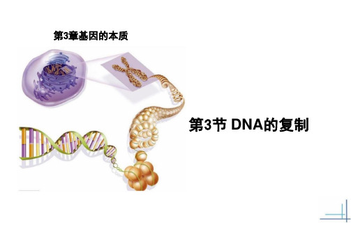 DNA的复制(教学)—高中生物学必修二(24张PPT)