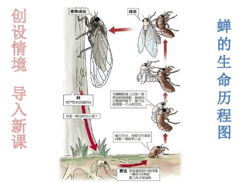 《蝉》初一优秀公开课课件