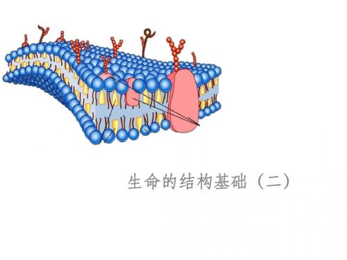 细胞的结构基础(二)