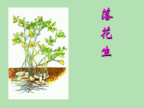 人教新课标语文五年级上册：4.15落花生教学课件