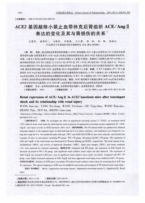 ACE2基因敲除小鼠止血带休克后肾组织ACE／AngⅡ表达的变化及其与肾损伤的关系