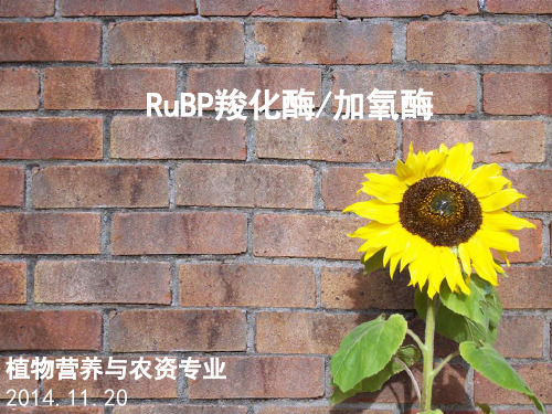 RuBP羧化酶