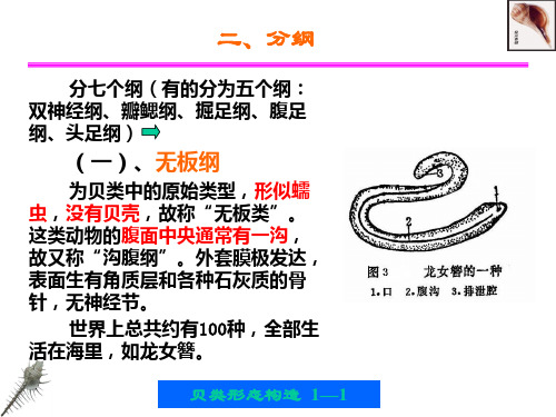 第一章贝类的外部形态和内部形态构造