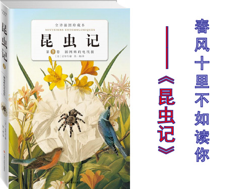 统编版语文三年级下册《昆虫记》名著导读 课件(共17张PPT)