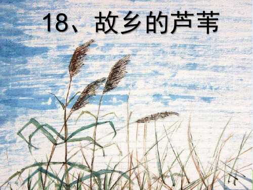 18、故乡的芦苇