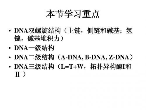 染色体与DNA2