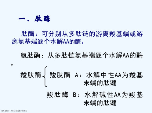 蛋白质的酶促降解和代谢