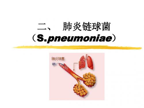 病原性球菌及检验(3肺炎链球菌、肠球菌)