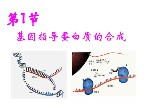 高一生物基因指导蛋白质的合成