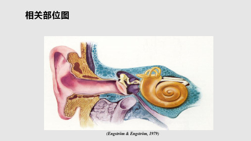 儿童听力检查PPT课件