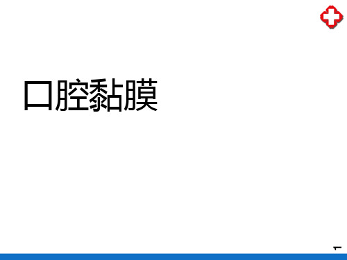 口腔黏膜—口腔黏膜的一般结构(口腔组织病理)