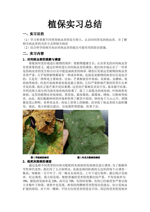 植保课程实习报告