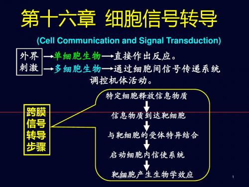 细胞信息转导  ppt课件