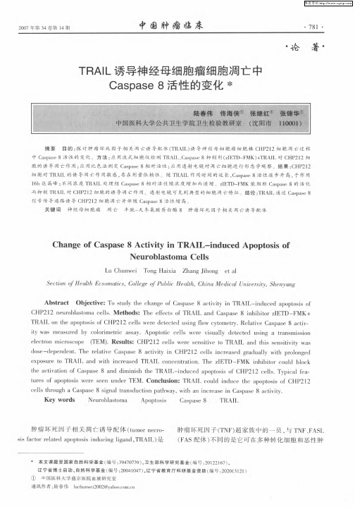 TRAIL诱导神经母细胞瘤细胞凋亡中Caspase 8活性的变化